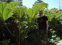 Gunnera 