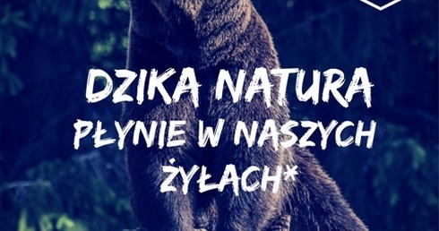 Niedźwiedzie ruszają w miasto 