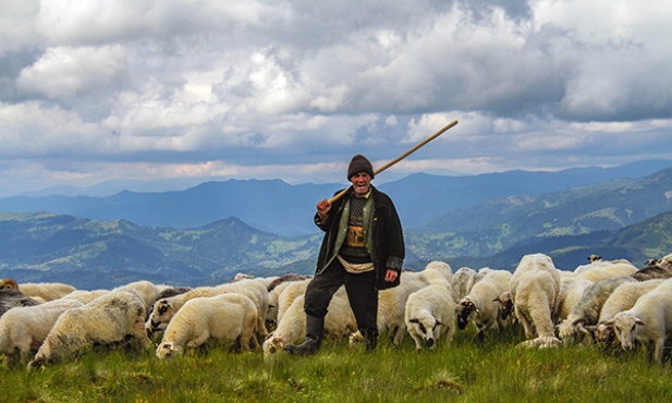 Wyprowadzanie owiec na karpackie pastwiska