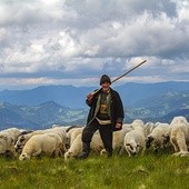 Wyprowadzanie owiec na karpackie pastwiska
