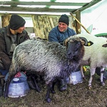 Owce doili wszyscy: don Vasile, jego syn Kornel, chrześniak Florin i bratanek Mihai
