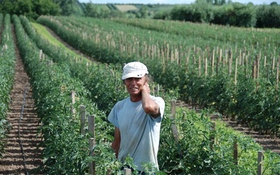 Plantacja pomidorów 