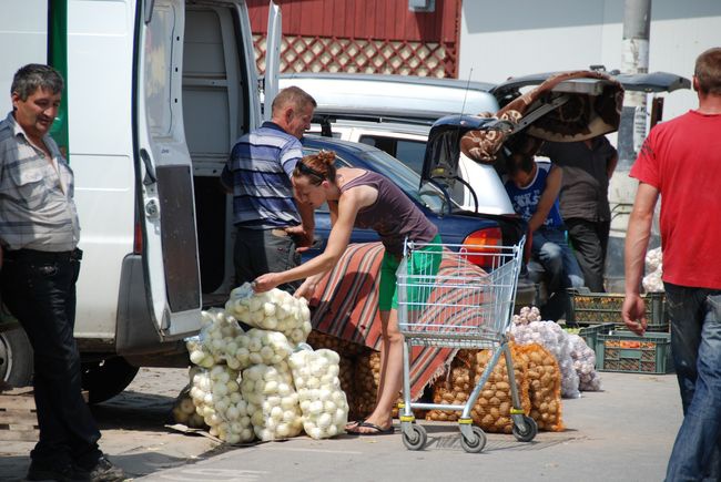 Uprawa pomidorów 