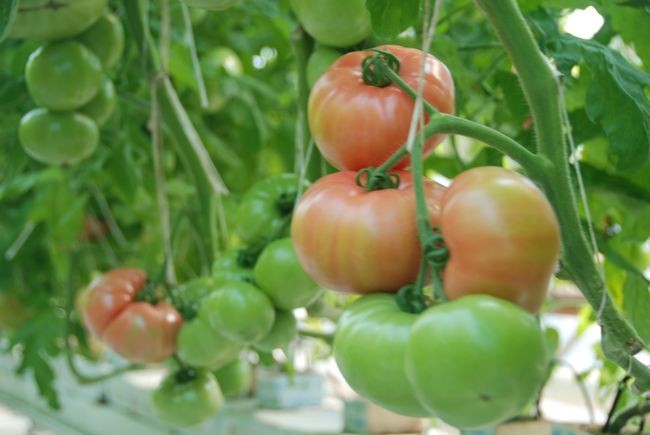 Uprawa pomidorów 