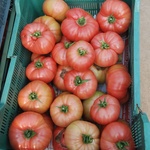 Uprawa pomidorów 