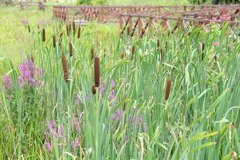 Śląski Ogród Botaniczny - nowa część