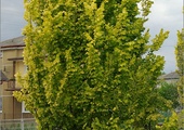 Wiąz