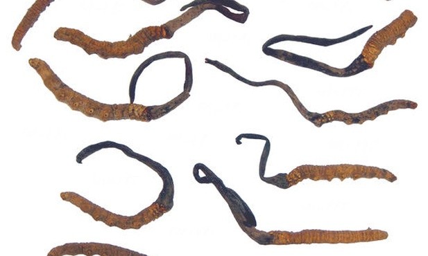 31.07.2015 - Kordyceps chiński
