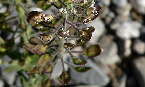 Lepidium virginicum