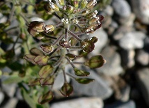 Lepidium virginicum