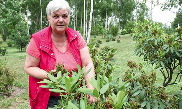  Joanna Piecha z Mikołowa, wolontariuszka, pielęgnuje rododendrony