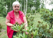 Joanna Piecha z Mikołowa, wolontariuszka, pielęgnuje rododendrony