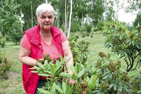  Joanna Piecha z Mikołowa, wolontariuszka, pielęgnuje rododendrony