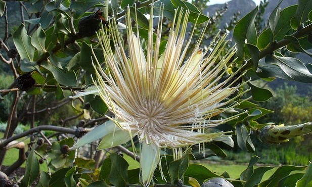 Protea