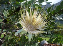 Protea