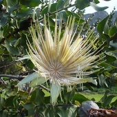 Protea