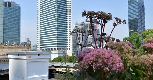 Miód z centrum Warszawy