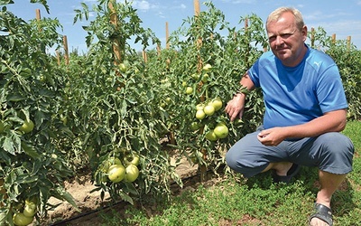  W gospodarstwie Mirosława Szweda uprawa pomidora  to kilkupokoleniowa tradycja