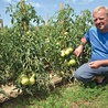  W gospodarstwie Mirosława Szweda uprawa pomidora  to kilkupokoleniowa tradycja