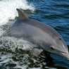 W Zatoce Gdańskiej pojawiły się delfiny