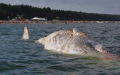 Znaleziono martwego wieloryba