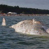 Znaleziono martwego wieloryba