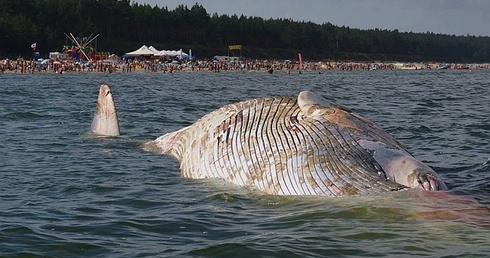 Znaleziono martwego wieloryba