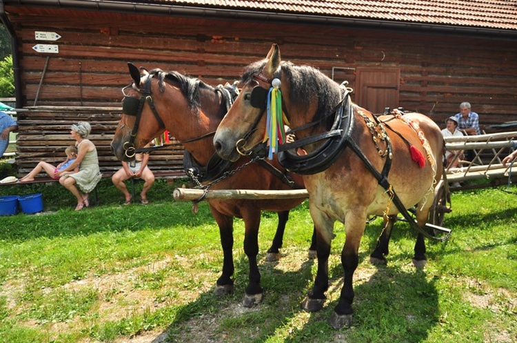 Żniwa w "Paryi"