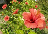Hibiskus 