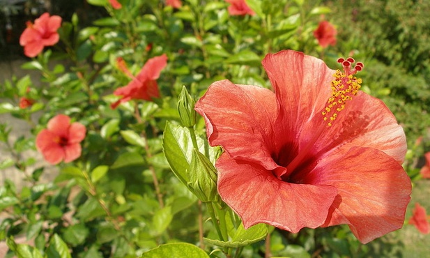 Hibiskus 