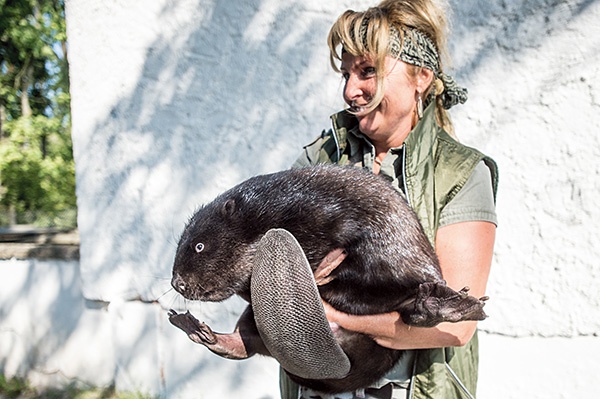 Marlena Boroń jest zootechnikiem. Bóbr, którego trzyma, waży kilkanaście kilogramów. Dzięki hodowli w Popielnie gatunek bobra europejskiego dotrwał do naszych czasów