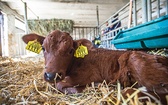 Polska czerwona to jedna z najstarszych ras bydła w Europie.  Intensywne modyfikowanie krów mlecznych powoduje powstanie wielu niekorzystnych mutacji. Bydło w Popielnie jest utrzymywane jako bank genów