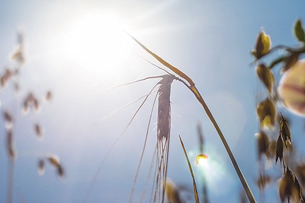  Mazowsze płockie i ciechanowskie to regiony najbardziej dotknięte przez tegoroczną suszę