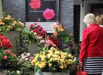 Wystawa róż w holu Kutnowskiego Domu Kultury
