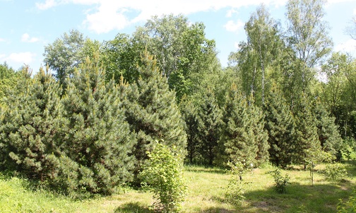 Limba