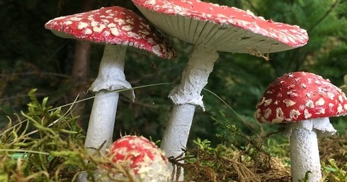 Grzybiarz myli się raz