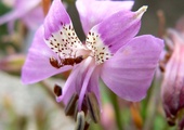 Alstroemeria revoluta