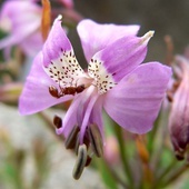 Alstroemeria revoluta