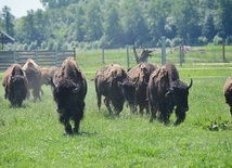 W Kurozwękach będzie można nadal oglądać bizony