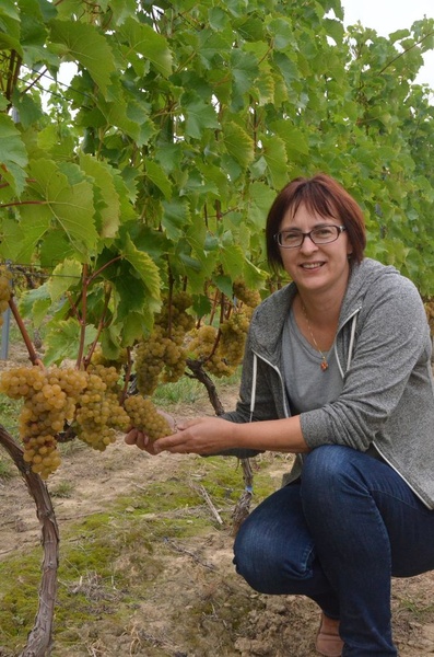 Sandomierskie winnice