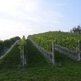 Sandomierskie winnice