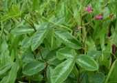 Desmodium