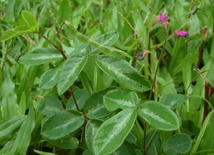 Desmodium