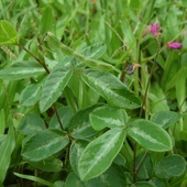 Desmodium