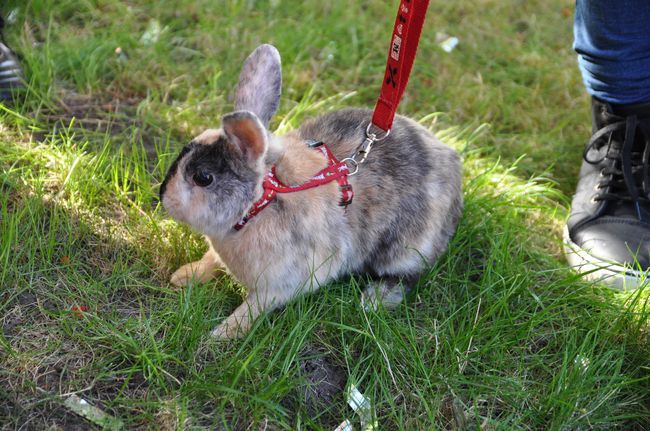 Błogosławieństwo zwierząt w Darłowie