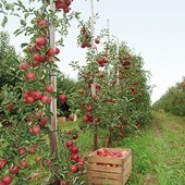  Plony zapowiadają się naprawdę obfite