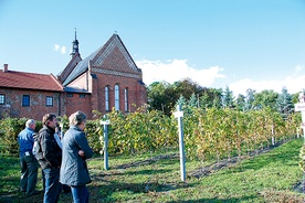  Winnica przy dominikańskim klasztorze 