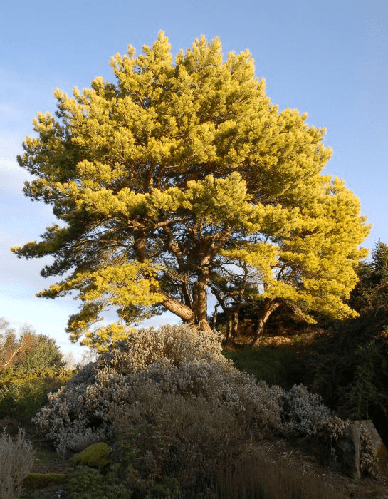 Сосна желтая скальная фото