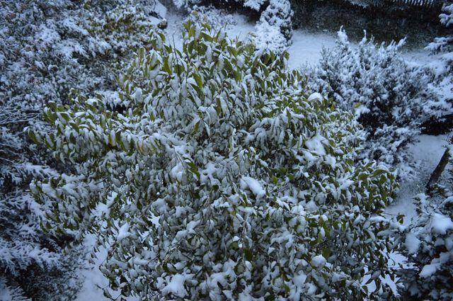 Zimowy poranek na Podhalu