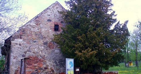 Usycha najstarsze drzewo w Polsce!